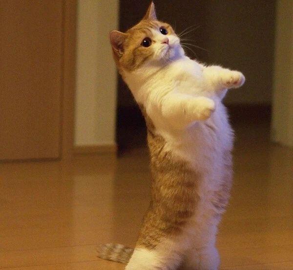 猫咪|腿长一米七，神似小柯基的短腿猫，打起架来无人能拦得住，好凶