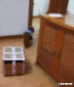 因为|桌上的早餐老是不翼而飞, 直到放了个监控拍下这幕, 主人懵了!