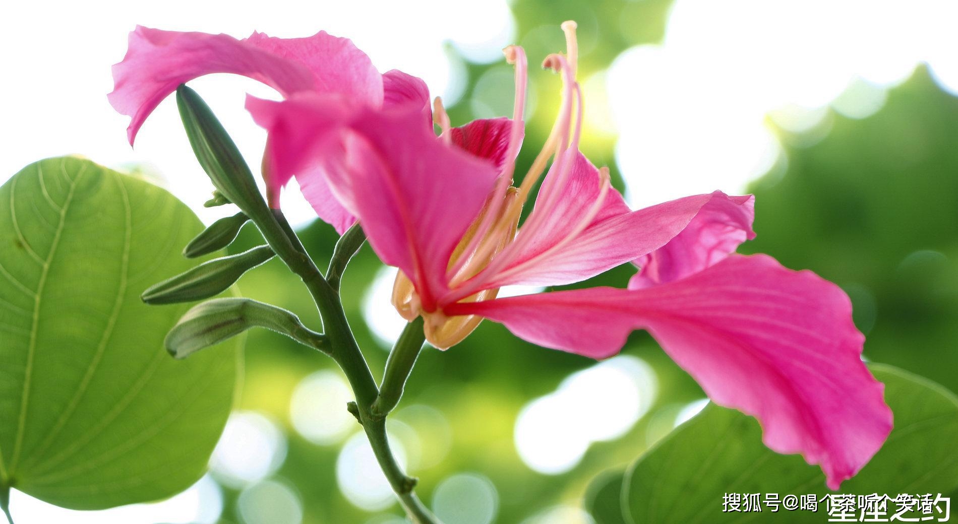 11月6日星座运势 金牛静观其变 狮子小心谨慎 射手把握机会 时候