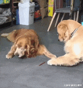 什么|网友喂两只金毛零食吃, 它们的表现却不同, 家庭地位一目了然呀!