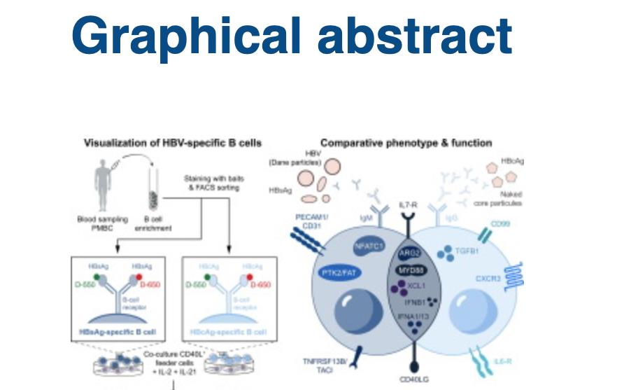 数量|乙肝特异性研究,自然感染过程,两项抗体和B细胞数量功能相关