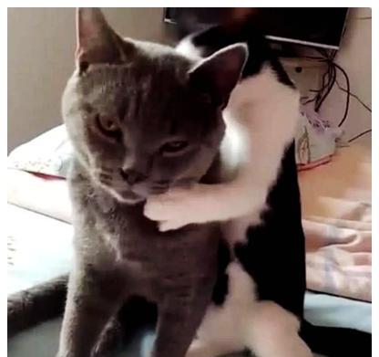 女子带蓝猫绝育，下班回到家听到猫叫不对劲，进屋一看，傻眼了