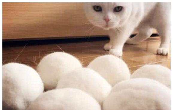 女子收集猫咪毛发两年,做成圆球拿给猫咪 女子收集猫咪毛发两年,做成圆球拿给猫咪