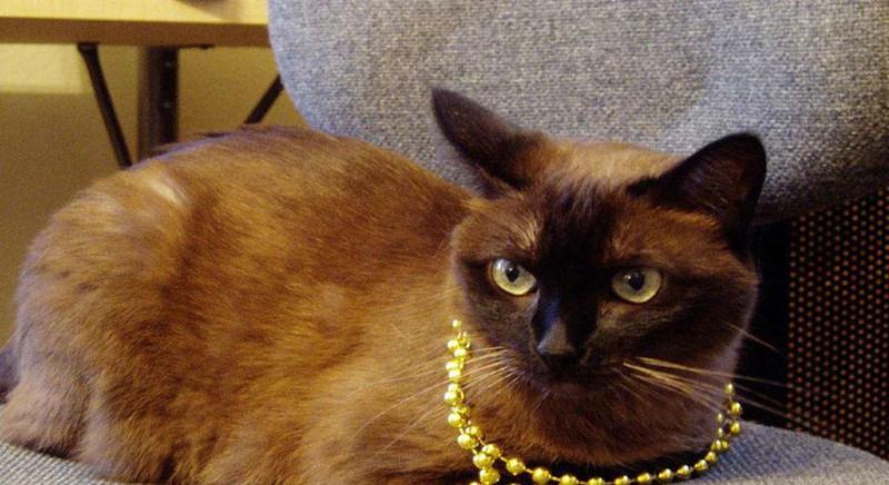 猫咪怎么才能香香的 132dd3eb41bf4b79822f5f74e5b4926b.jpeg