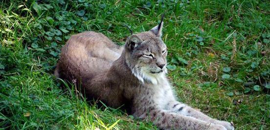 猎豹排名_猎豹简笔画(2)