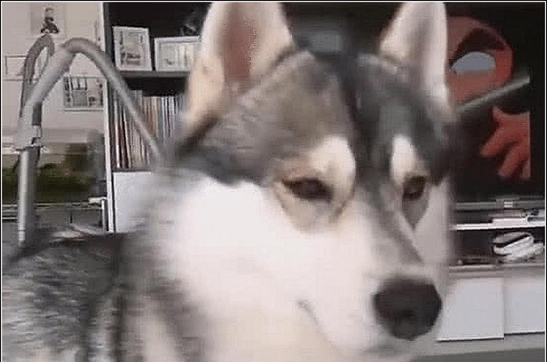 哈士奇想亲小主人，却遭到拒绝，结果二哈瞬间泣不成声