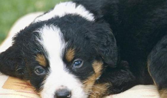 狗为啥不能吃石榴 195a931dea194ab48e8c311cda5a3c01.jpeg