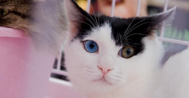 就算没钱也能幸福养猫！贫民窟少男少女最强养猫攻略！