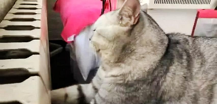 女子晚上下班回家,发现猫咪状态有点奇怪,走过去一看,傻眼了 女子晚上下班回家,发现猫咪状态有点奇怪,走过去一看,傻眼了
