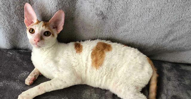 因为|最丑猫咪排行榜加菲猫也入选了，认真的吗？看完刷新世界观