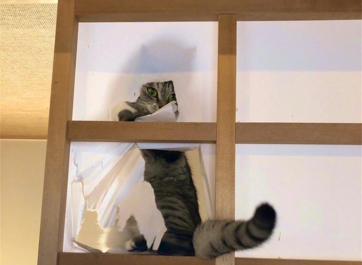 猫咪在家犯了错怎么办?不要忍让不要打,这样处理才正确 猫咪在家犯了错怎么办?不要忍让不要打,这样处理才正确