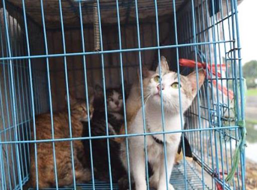 猫爱吃老鼠吗 3281150c9ae94a38bfc9bd2908b01598.jpeg