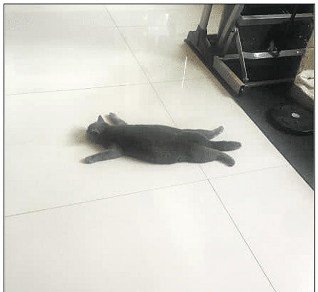 主人出门忘给蓝猫留猫粮，下班后急忙赶回家，开门一看直接愣住了