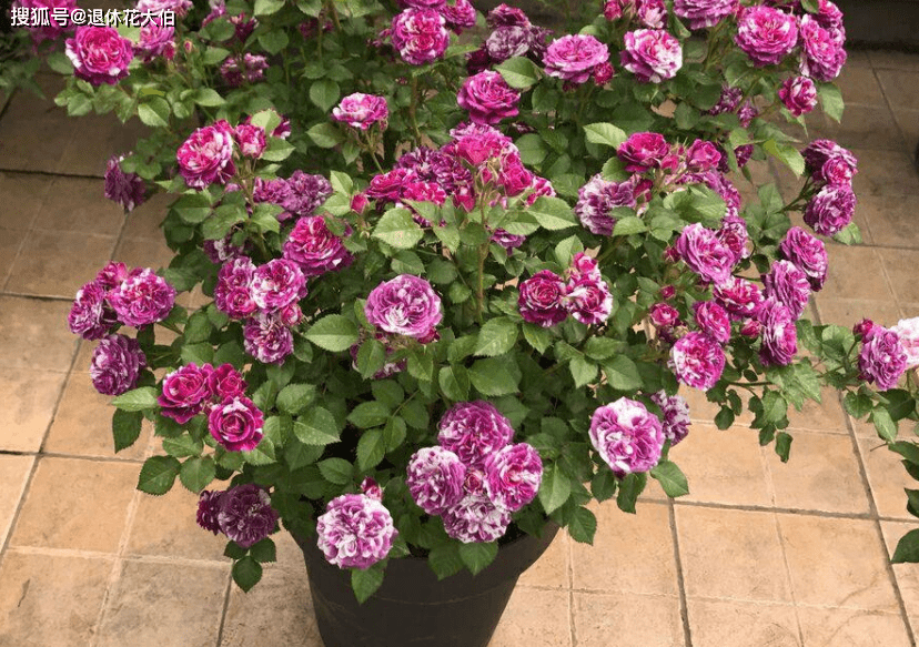 盆栽花推荐小型 3ffb41cf746c454297a6a5d0c12676a3.png