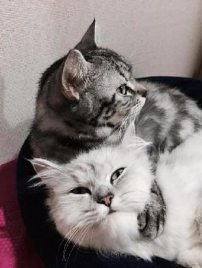 为了清凉将猫咪剃光光？喵摆出臭脸质问，这让我怎么出门见人啊
