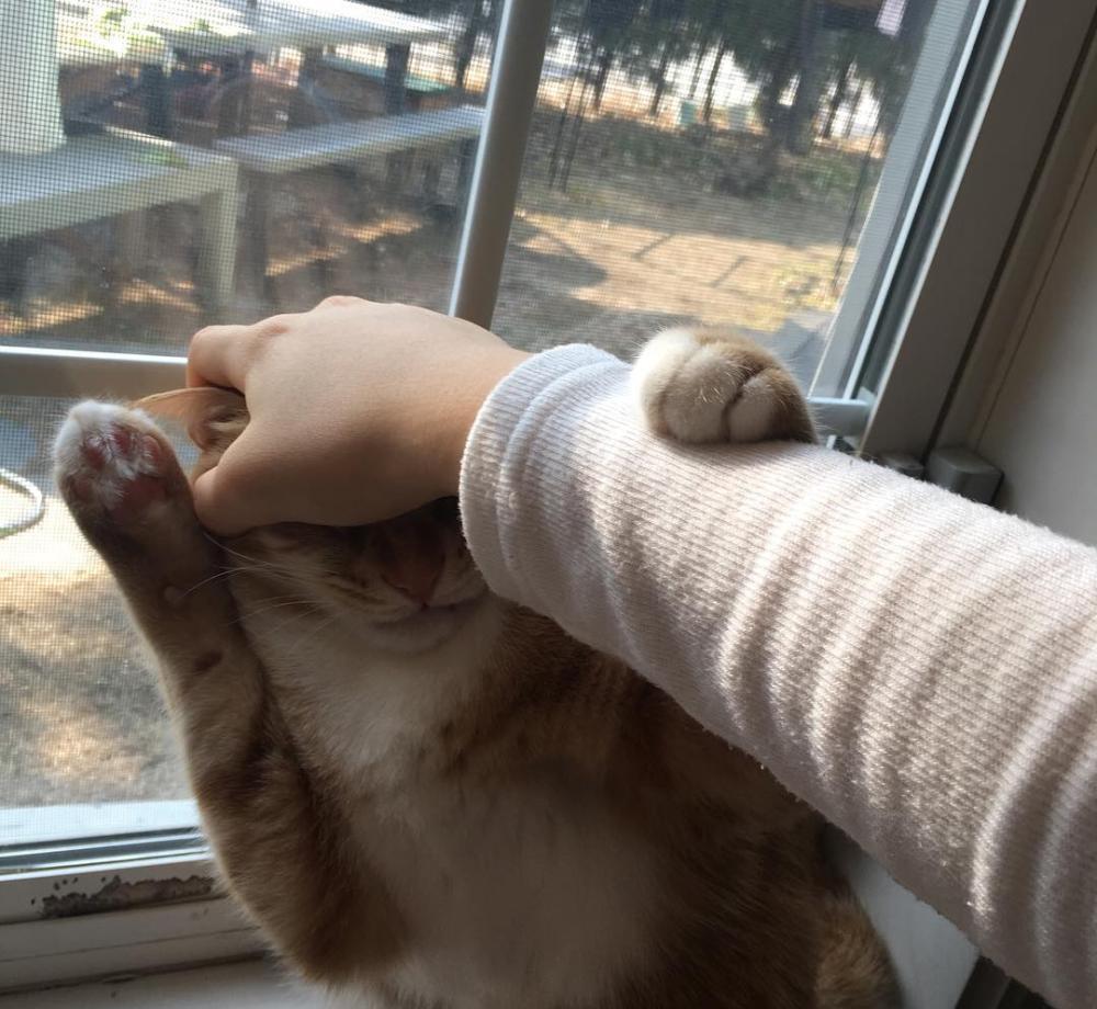 猫咪害怕鞭炮声吗 58ed918379a04fa0b54b55fea8e65805.jpeg