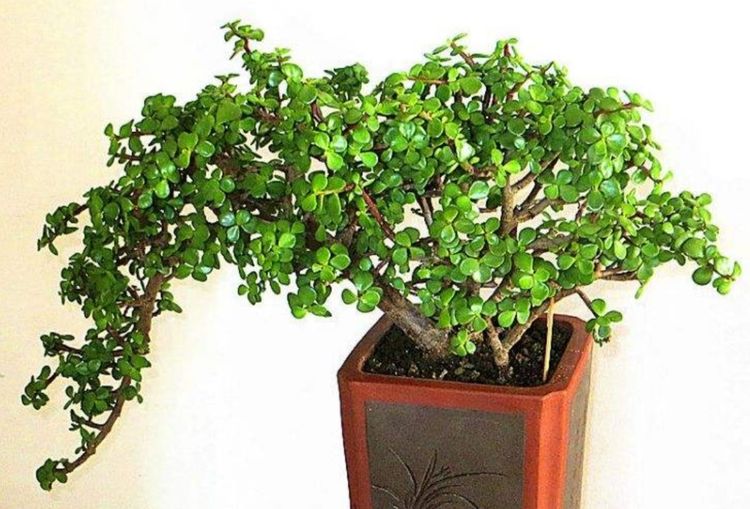 怎么养金枝玉叶开花 5bcd4dda34da4aaab7a4dc449989f154.jpeg