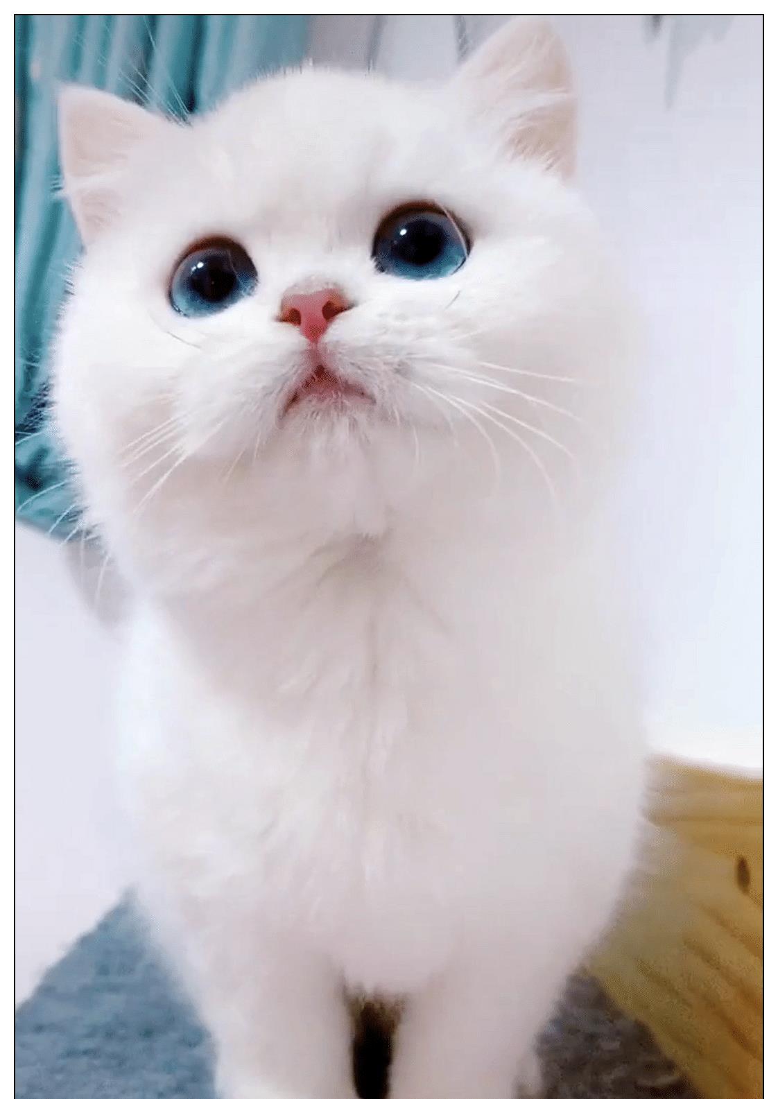 女子养了只银点猫咪，像漫画里出现的猫