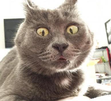 主人恶搞猫咪,把玩具老鼠放它身上,当猫咪醒来时表情亮了! 主人恶搞猫咪,把玩具老鼠放它身上,当猫咪醒来时表情亮了!