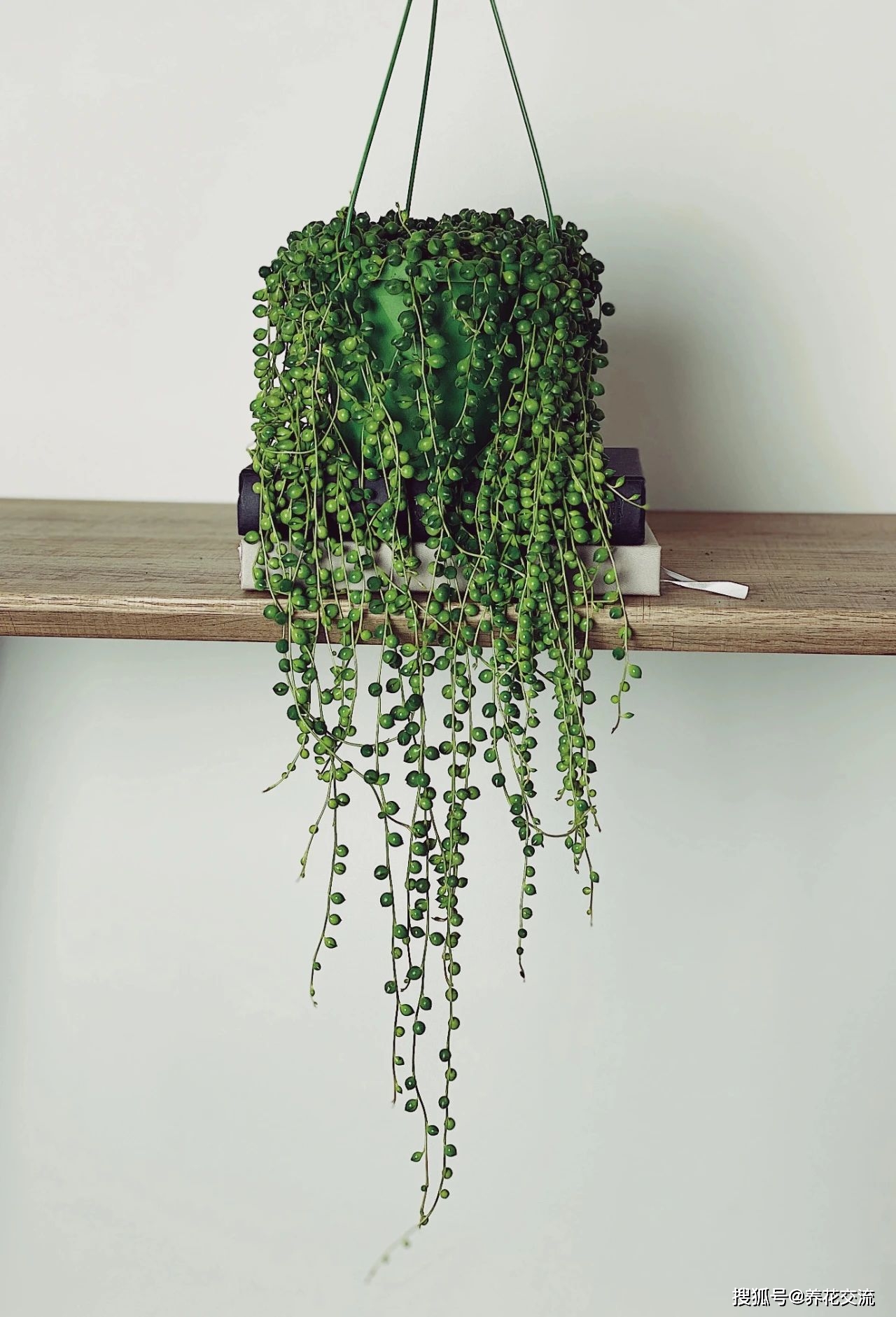 珍珠吊兰夏天容易挂,不是根茎枯萎,就是叶子干瘪,哪里出了问题