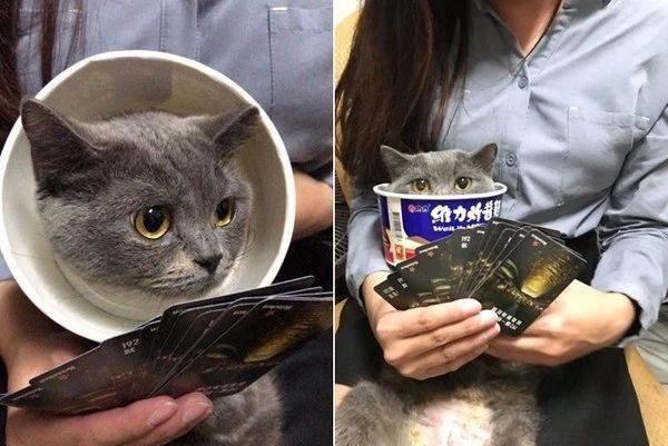主人怕刚做完结扎的爱猫舔伤口,又不想多花钱,于是它诞生了…… 主人怕刚做完结扎的爱猫舔伤口,又不想多花钱,于是它诞生了……