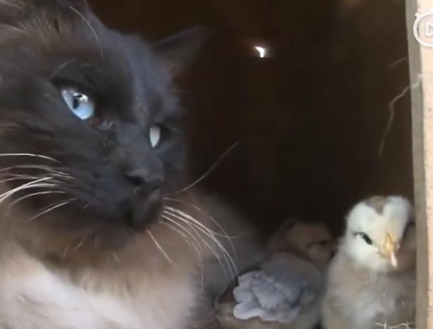 不爱猫窝爱鸡群,猫咪化身鸡群卫士,喵:这就是朕的天下啊 不爱猫窝爱鸡群,猫咪化身鸡群卫士,喵:这就是朕的天下啊