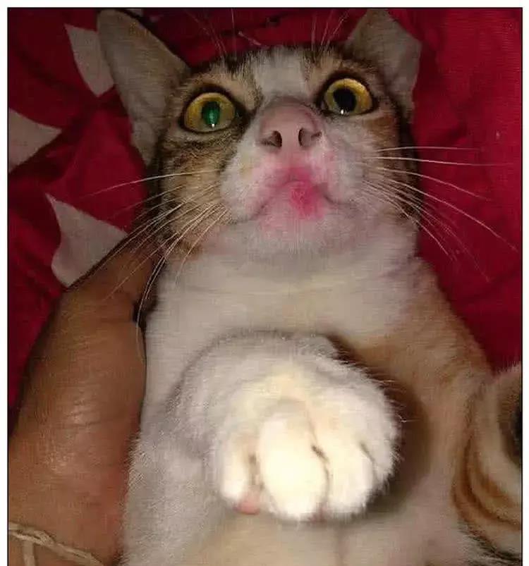 女主人喝酒喝断片,回家抱着猫咪亲吻 女主人喝酒喝断片,回家抱着猫咪亲吻
