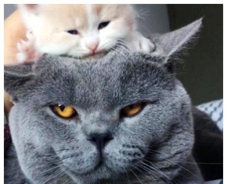 家里的猫咪生了小宝宝，把它放在蓝猫头上，回来一看，不淡定了