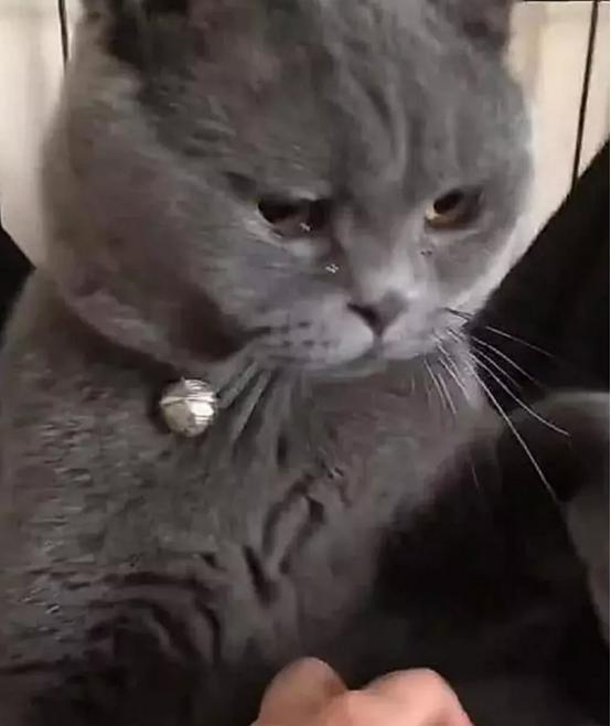 女主骗蓝猫做绝育,做完后拉着它的手道歉,蓝猫直接泪崩了 女主骗蓝猫做绝育,做完后拉着它的手道歉,蓝猫直接泪崩了