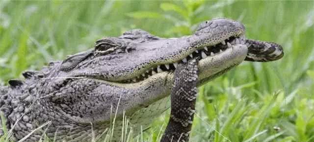 蛇是怎么吞食动物的 9c4bc9bddb0c4c2686de1bb7c6973ea3.jpeg