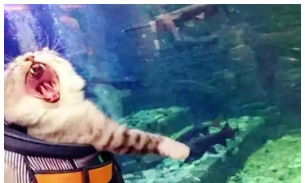 女子带着猫咪去海洋馆,听到猫咪在身后叫 女子带着猫咪去海洋馆,听到猫咪在身后叫