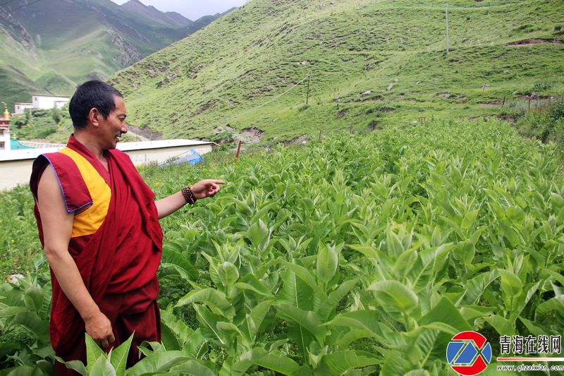 3900米试种成功!青海省玉树电达村种植成功药材土木香