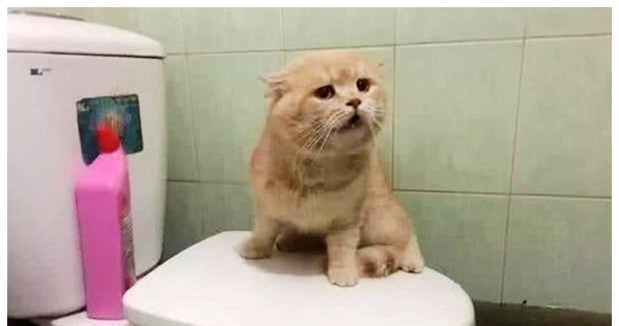 小区突发大水，女子急忙回家找猫咪，走到厕所一看笑喷了