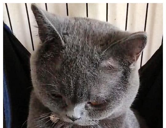 女友来家做客，男子把蓝猫关了起来