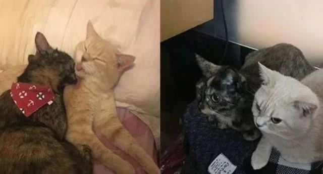 女子半夜熟睡时,枕边突然出现一群小奶猫,得知原因后高兴坏了! 女子半夜熟睡时,枕边突然出现一群小奶猫,得知原因后高兴坏了!