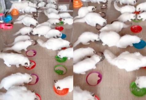 家里的布偶猫太多,上厕所都是一件难事,网友:行走的“人民币” 家里的布偶猫太多,上厕所都是一件难事,网友:行走的“人民币”