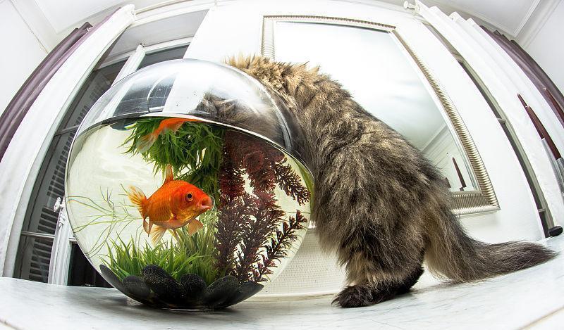 猫咪在家犯了错怎么办?不要忍让不要打,这样处理才正确 猫咪在家犯了错怎么办?不要忍让不要打,这样处理才正确