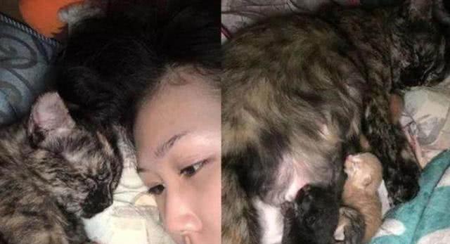 女子半夜熟睡时,枕边突然出现一群小奶猫,得知原因后高兴坏了! 女子半夜熟睡时,枕边突然出现一群小奶猫,得知原因后高兴坏了!