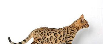 我国最多的猫科野生动物，即便每年被捕20万只，仍然数量可怕