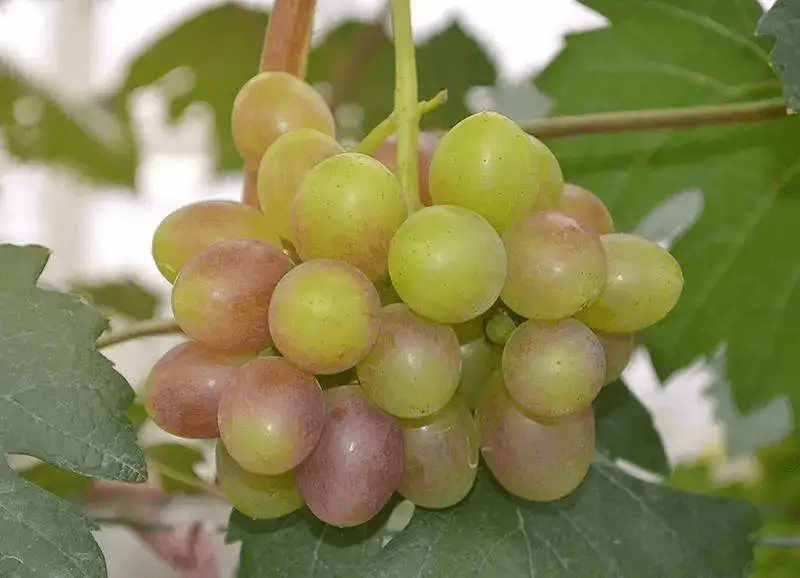 要想葡萄转色快上色均表光好果实转色期管理禁忌事项
