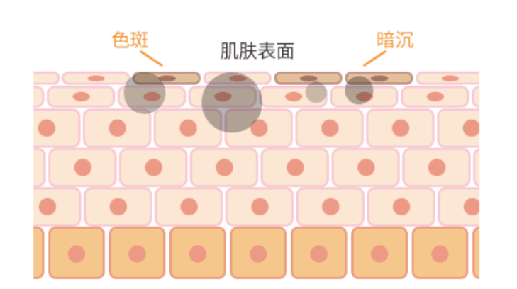 ⑤ 壬二酸