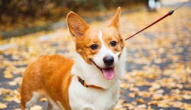 观点评论|小巧巨萌的短腿柯基,其实非常脆弱,要主人的细心照顾