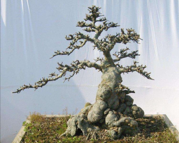 在野外经常也会遇到一些株形低矮,树身布满疙瘩瘤的榆树老桩,常被盆景