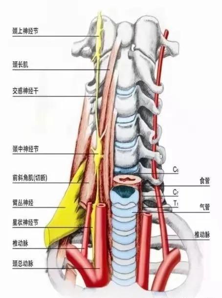 星狀神經節人體健康的萬能開關二