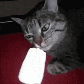 猫咪吃冰淇淋怎么喂