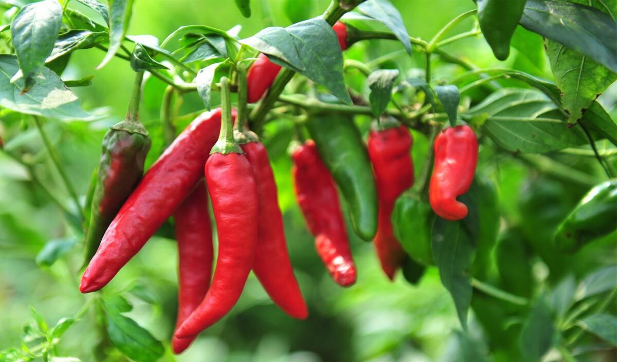 辣味|建议爱吃辣的人，5款零食要尝尝，平价又好吃，若条件允许多囤些