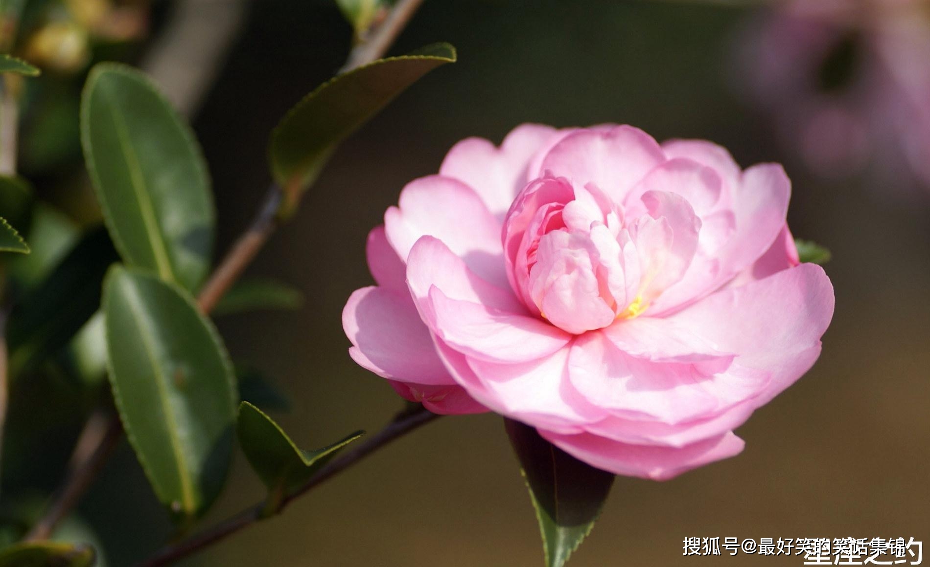 11月18日星座运势 巨蟹座广纳善言 射手座三思而行 生活