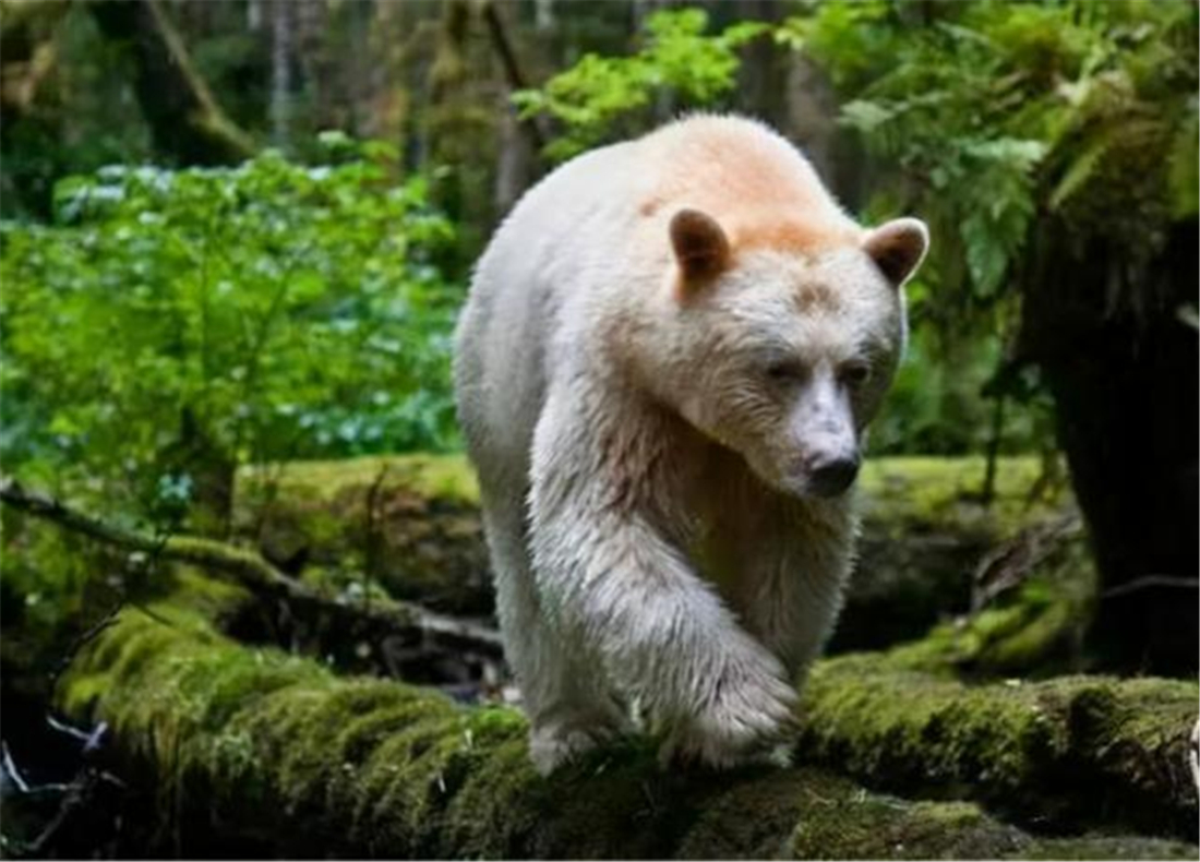 阿尔泰山发现1只白熊，正追赶1只不明动物，后面还跟着1只棕熊