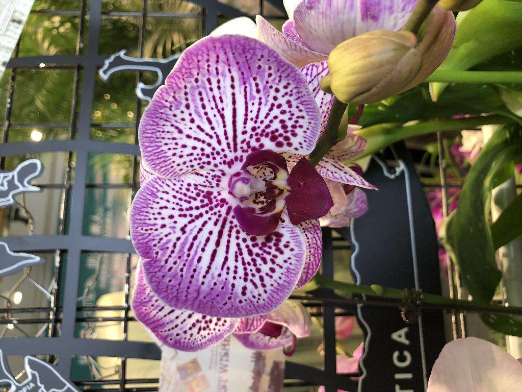 蝴蝶兰夏天浇水方法 fdd44e288fd548d388625f9ba6011114.jpeg