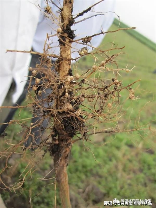 園林植物常見根病(快收藏用樹先生大樹生根液)